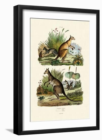 Kangaroos, 1833-39-null-Framed Giclee Print