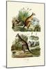 Kangaroos, 1833-39-null-Mounted Giclee Print