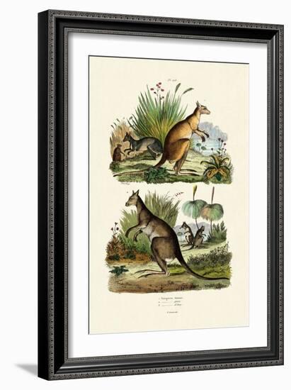 Kangaroos, 1833-39-null-Framed Giclee Print