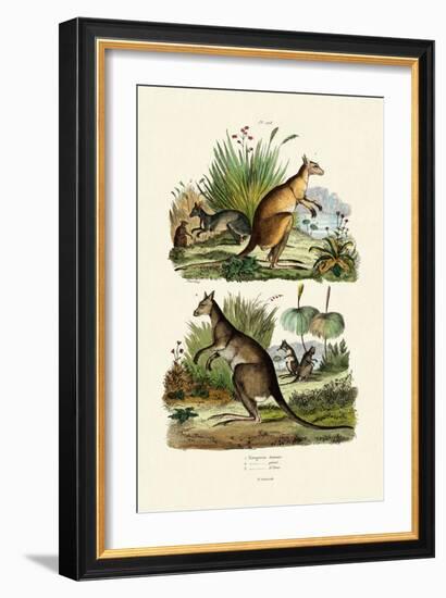 Kangaroos, 1833-39-null-Framed Giclee Print