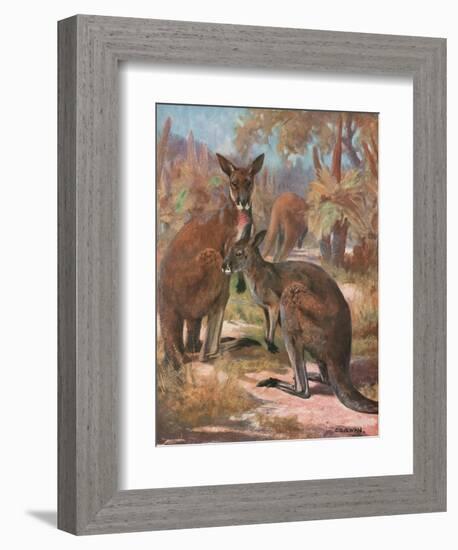 Kangaroos 1909-Cuthbert Swan-Framed Premium Giclee Print