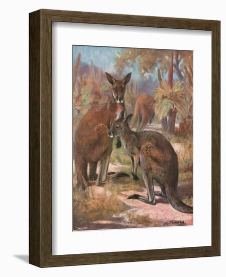 Kangaroos 1909-Cuthbert Swan-Framed Premium Giclee Print