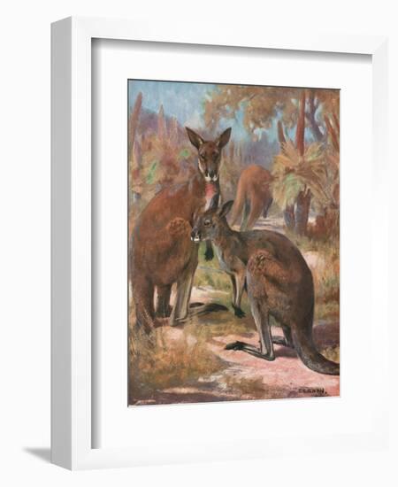 Kangaroos 1909-Cuthbert Swan-Framed Premium Giclee Print