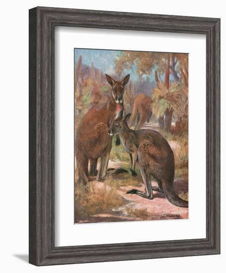 Kangaroos 1909-Cuthbert Swan-Framed Art Print