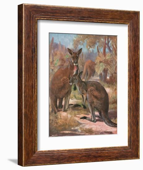 Kangaroos 1909-Cuthbert Swan-Framed Art Print