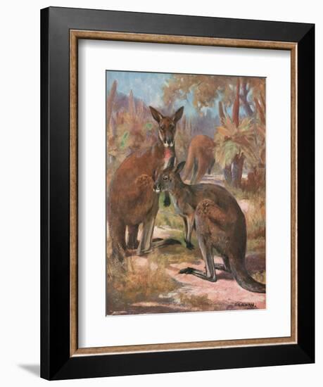 Kangaroos 1909-Cuthbert Swan-Framed Art Print