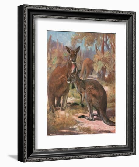 Kangaroos 1909-Cuthbert Swan-Framed Art Print