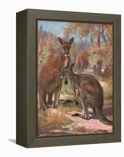 Kangaroos 1909-Cuthbert Swan-Framed Stretched Canvas