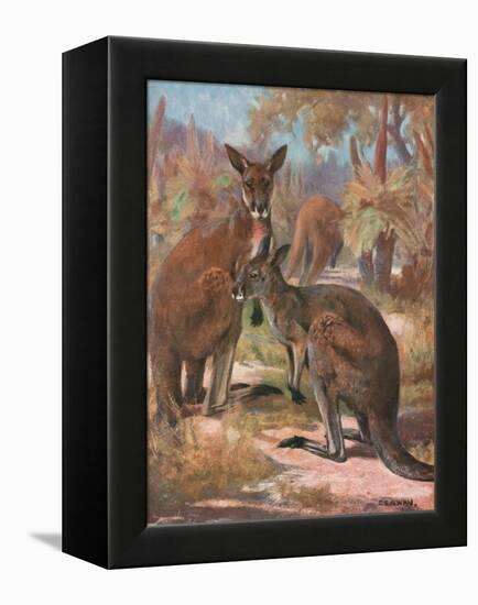 Kangaroos 1909-Cuthbert Swan-Framed Stretched Canvas