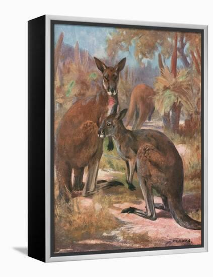 Kangaroos 1909-Cuthbert Swan-Framed Stretched Canvas