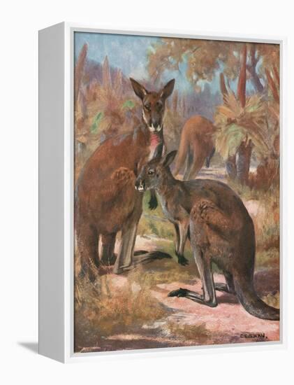 Kangaroos 1909-Cuthbert Swan-Framed Stretched Canvas