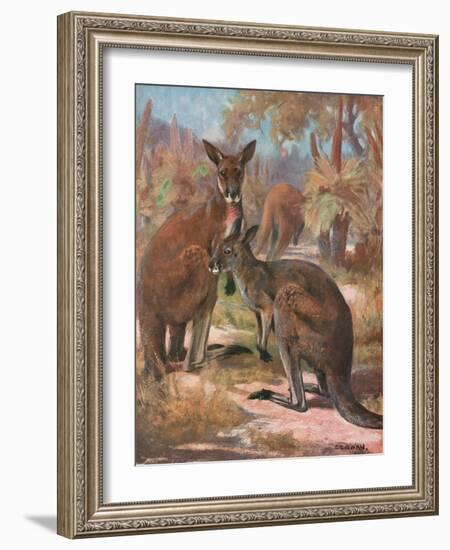 Kangaroos 1909-Cuthbert Swan-Framed Art Print