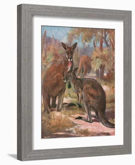 Kangaroos 1909-Cuthbert Swan-Framed Art Print