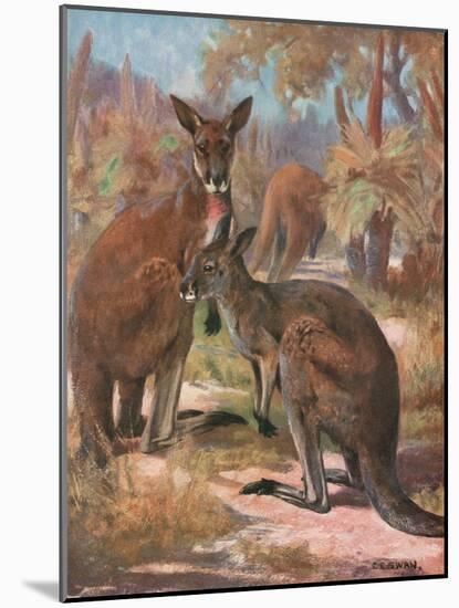 Kangaroos 1909-Cuthbert Swan-Mounted Art Print