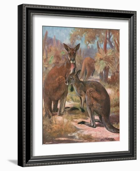 Kangaroos 1909-Cuthbert Swan-Framed Art Print