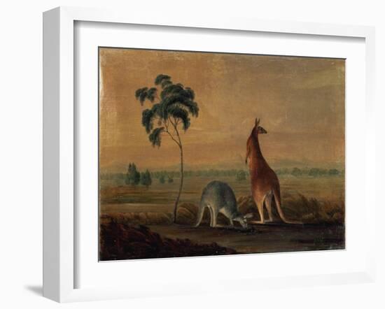 Kangaroos in a Landscape, C.1819-John William Lewin-Framed Giclee Print