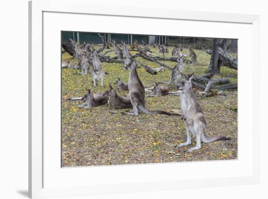 Kangaroos (macropods), Lone Pine Sanctuary, Brisbane, Queensland, Australia, Pacific-Michael Runkel-Framed Photographic Print