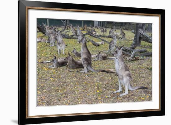 Kangaroos (macropods), Lone Pine Sanctuary, Brisbane, Queensland, Australia, Pacific-Michael Runkel-Framed Photographic Print