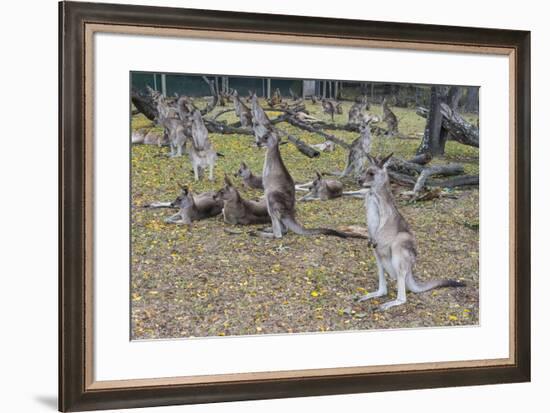 Kangaroos (macropods), Lone Pine Sanctuary, Brisbane, Queensland, Australia, Pacific-Michael Runkel-Framed Photographic Print