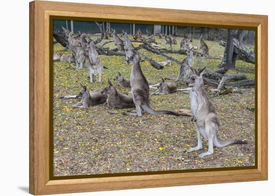 Kangaroos (macropods), Lone Pine Sanctuary, Brisbane, Queensland, Australia, Pacific-Michael Runkel-Framed Premier Image Canvas