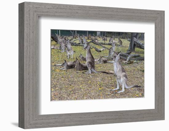 Kangaroos (macropods), Lone Pine Sanctuary, Brisbane, Queensland, Australia, Pacific-Michael Runkel-Framed Photographic Print