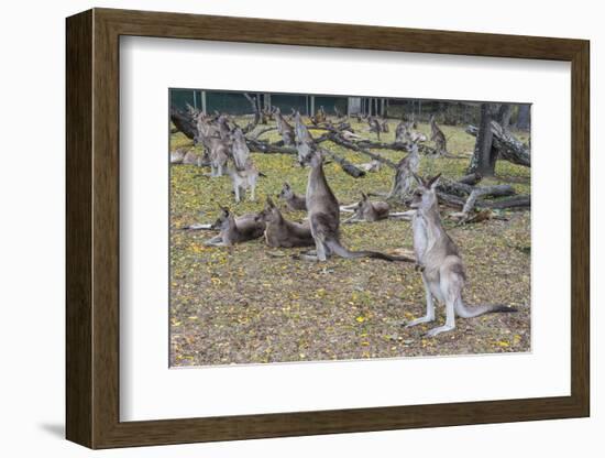 Kangaroos (macropods), Lone Pine Sanctuary, Brisbane, Queensland, Australia, Pacific-Michael Runkel-Framed Photographic Print