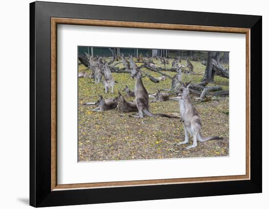 Kangaroos (macropods), Lone Pine Sanctuary, Brisbane, Queensland, Australia, Pacific-Michael Runkel-Framed Photographic Print