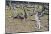 Kangaroos (macropods), Lone Pine Sanctuary, Brisbane, Queensland, Australia, Pacific-Michael Runkel-Mounted Photographic Print