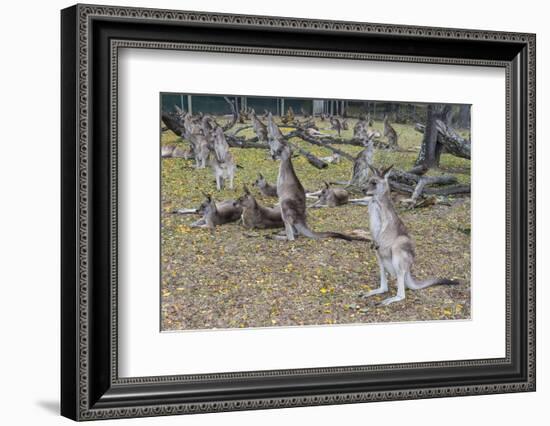 Kangaroos (macropods), Lone Pine Sanctuary, Brisbane, Queensland, Australia, Pacific-Michael Runkel-Framed Photographic Print
