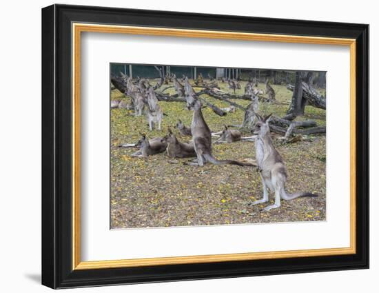 Kangaroos (macropods), Lone Pine Sanctuary, Brisbane, Queensland, Australia, Pacific-Michael Runkel-Framed Photographic Print