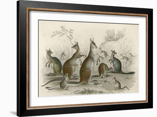 Kangaroos Various 19C-JS Murdoch-Framed Art Print