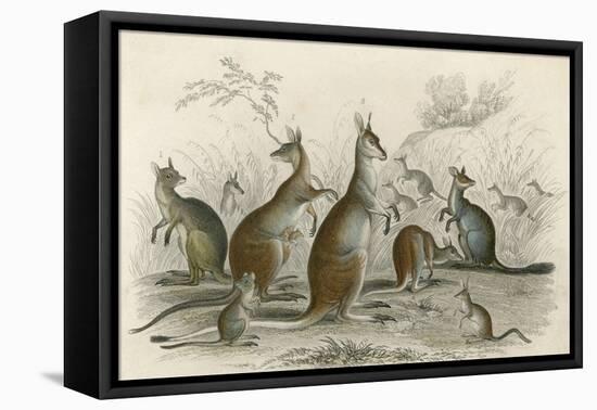 Kangaroos Various 19C-JS Murdoch-Framed Stretched Canvas