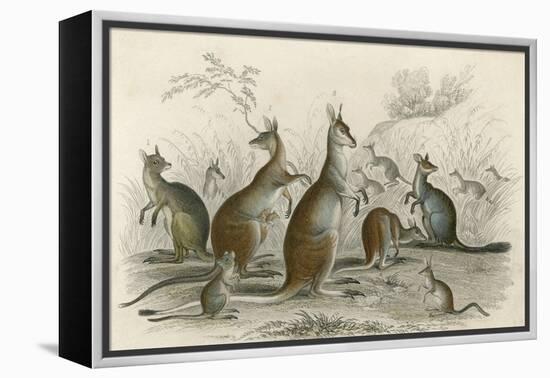 Kangaroos Various 19C-JS Murdoch-Framed Stretched Canvas