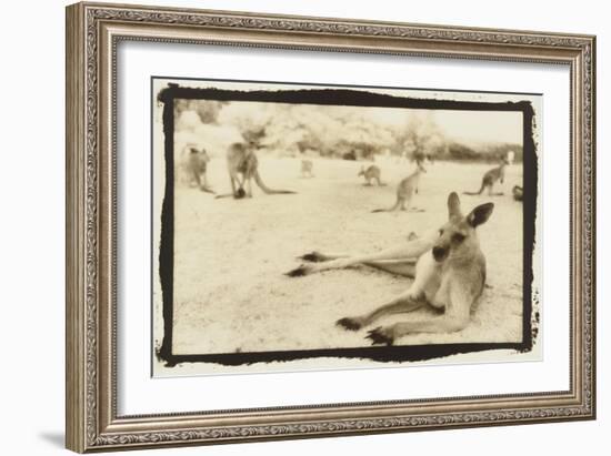 Kangeroo Reclining, Australia-Theo Westenberger-Framed Art Print