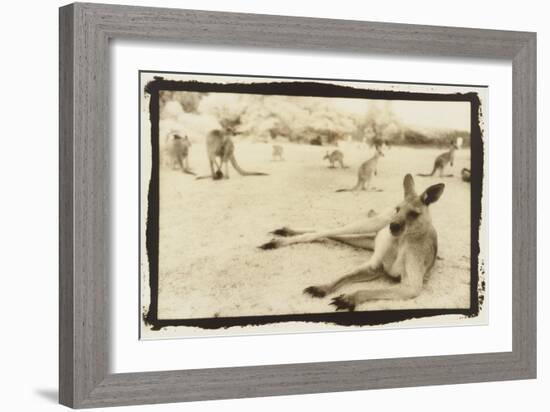 Kangeroo Reclining, Australia-Theo Westenberger-Framed Art Print