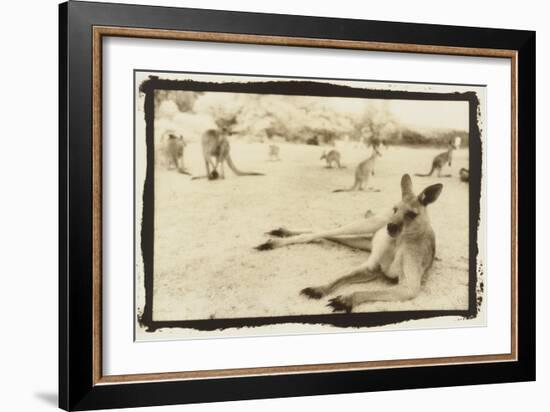 Kangeroo Reclining, Australia-Theo Westenberger-Framed Art Print