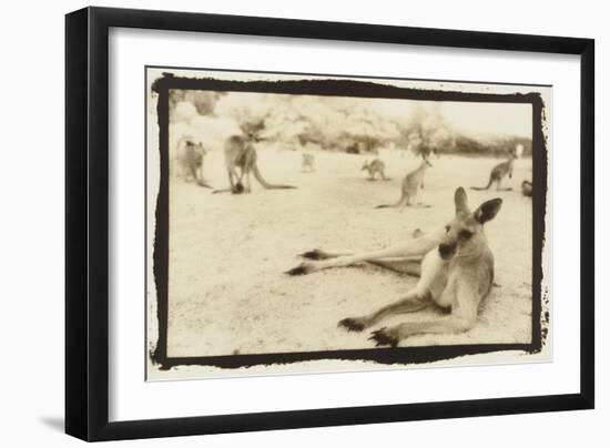 Kangeroo Reclining, Australia-Theo Westenberger-Framed Art Print