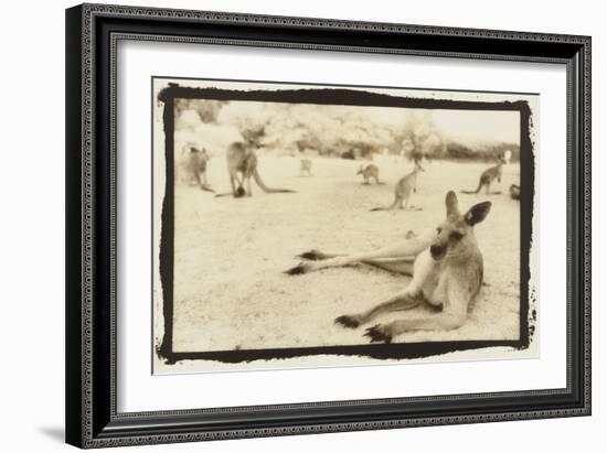 Kangeroo Reclining, Australia-Theo Westenberger-Framed Art Print