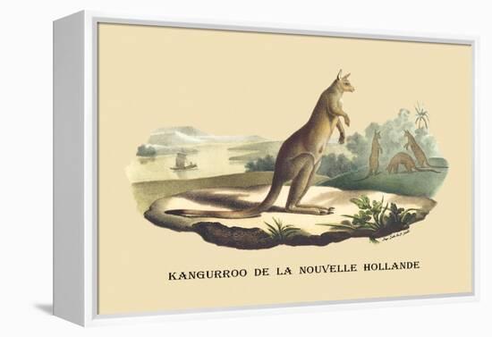Kangouroo de la Nouvelle Hollande-E.f. Noel-Framed Stretched Canvas