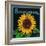 Kansas - Sunflower Brand Crate Label-Lantern Press-Framed Art Print