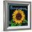 Kansas - Sunflower Brand Crate Label-Lantern Press-Framed Art Print
