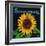 Kansas - Sunflower Brand Crate Label-Lantern Press-Framed Art Print