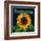 Kansas - Sunflower Brand Crate Label-Lantern Press-Framed Art Print