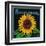 Kansas - Sunflower Brand Crate Label-Lantern Press-Framed Art Print