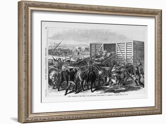 Kansas - Transport of Texas Beef on the Kansas Pacific Railway - Scene at a Cattle Shoot in Abilene-null-Framed Giclee Print