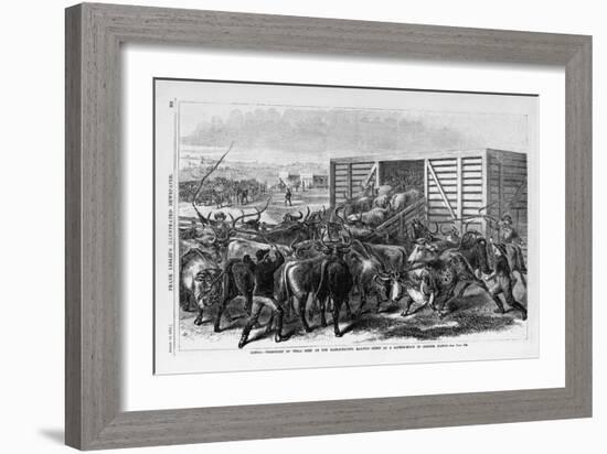 Kansas - Transport of Texas Beef on the Kansas Pacific Railway - Scene at a Cattle Shoot in Abilene-null-Framed Giclee Print