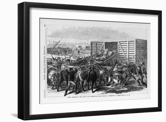 Kansas - Transport of Texas Beef on the Kansas Pacific Railway - Scene at a Cattle Shoot in Abilene-null-Framed Giclee Print