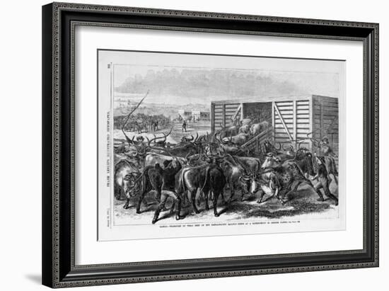 Kansas - Transport of Texas Beef on the Kansas Pacific Railway - Scene at a Cattle Shoot in Abilene-null-Framed Giclee Print