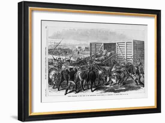 Kansas - Transport of Texas Beef on the Kansas Pacific Railway - Scene at a Cattle Shoot in Abilene-null-Framed Giclee Print