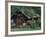 Kantishna Recorders Office, Denalia National Park, Alaska, USA-Dee Ann Pederson-Framed Photographic Print